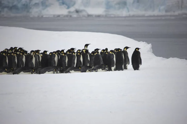 Антарктида Група Імператорські Пінгвіни Закри Сонячний День — стокове фото