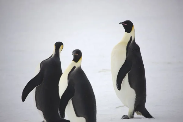 Mparator Penguenler Yakın Çekim Güneşli Bir Günde Gurup Antarktika — Stok fotoğraf
