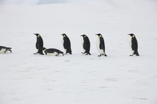 晴れた日に皇帝ペンギンのクローズ アップの南極グループ — ストック写真