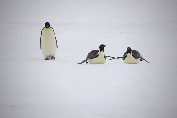 晴れた日に皇帝ペンギンのクローズ アップの南極グループ — ストック写真