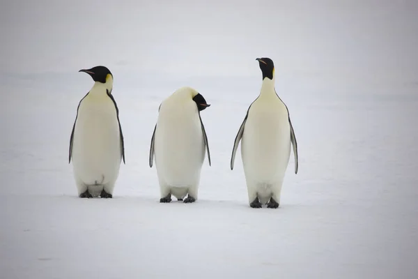 Grupo Antártico Pingüinos Emperadores Cerca Día Soleado —  Fotos de Stock