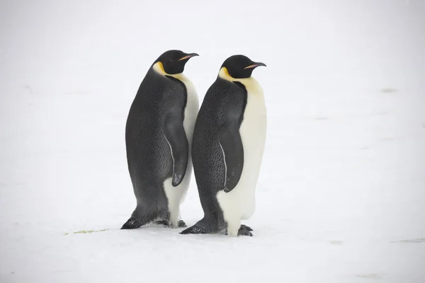 Mparator Penguenler Yakın Çekim Güneşli Bir Günde Gurup Antarktika — Stok fotoğraf