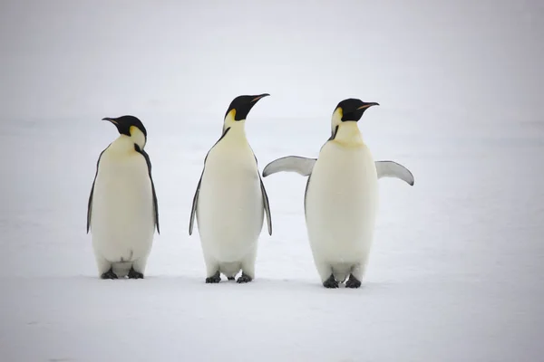 Mparator Penguenler Yakın Çekim Güneşli Bir Günde Gurup Antarktika — Stok fotoğraf