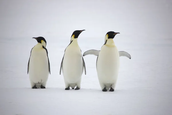 Grupo Antártico Pingüinos Emperadores Cerca Día Soleado — Foto de Stock