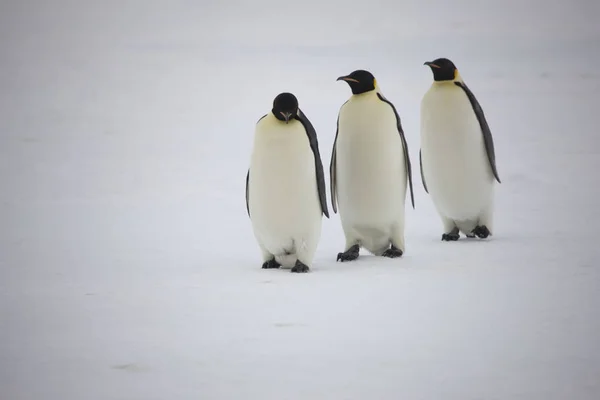 Grupo Antártico Pingüinos Emperadores Cerca Día Soleado — Foto de Stock