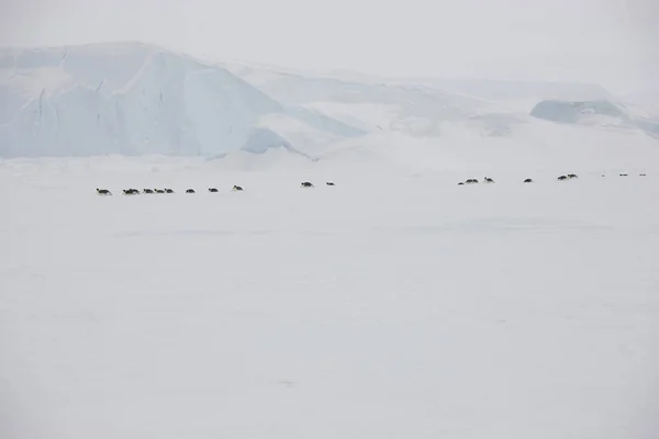 Antarktiska Landskapet Med Snö Isberg Efter Snöstorm — Stockfoto