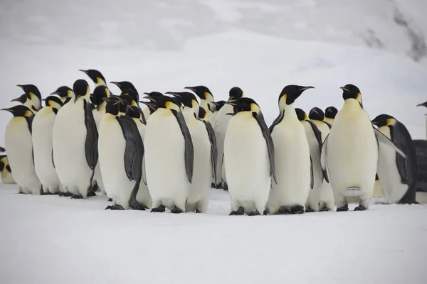 晴れた日に皇帝ペンギンのクローズ アップの南極グループ — ストック写真