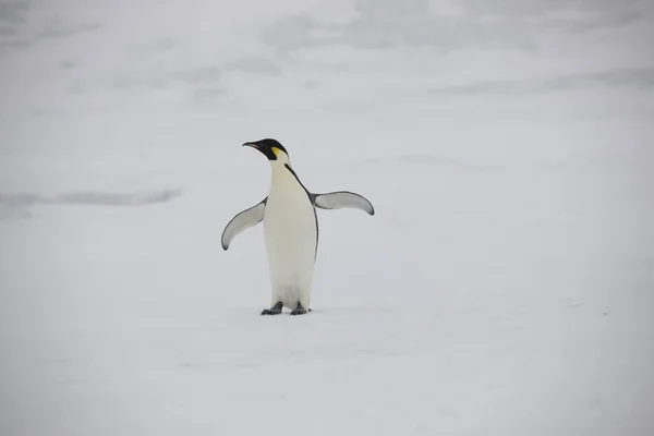 Antarktis Gruppe Von Kaiserpinguinen Aus Nächster Nähe Einem Sonnigen Tag — Stockfoto