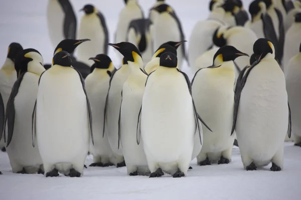 Антарктида Группа Императорских Пингвинов Крупным Планом Солнечный День — стоковое фото