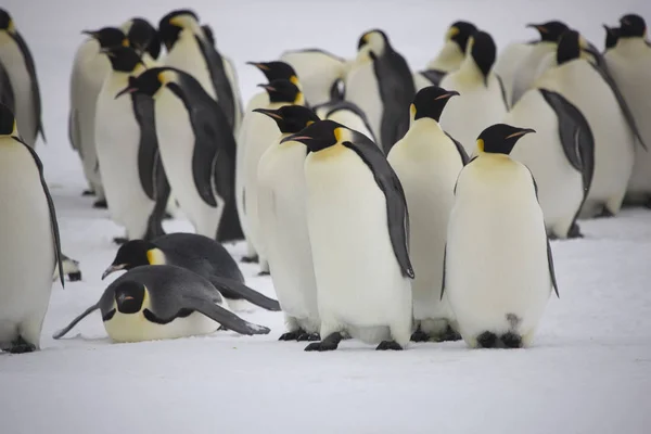 Antarctique Groupe Manchots Empereurs Gros Plan Sur Une Journée Ensoleillée — Photo