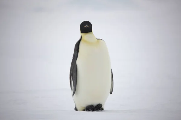 Antarktisz Csoportja Császár Pingvinek Közelről Egy Napsütéses Napon — Stock Fotó