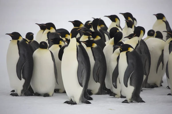 Antarktis Gruppe Von Kaiserpinguinen Aus Nächster Nähe Einem Sonnigen Tag — Stockfoto