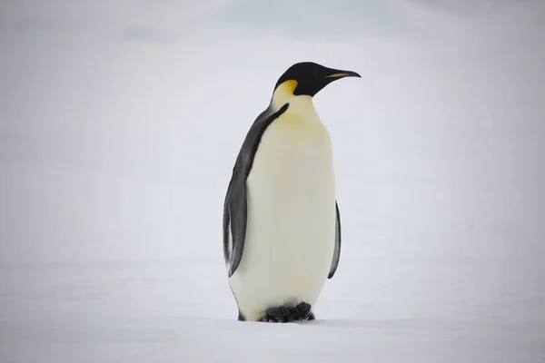 Antartide Gruppo Pinguini Imperatore Primo Piano Una Giornata Sole — Foto Stock