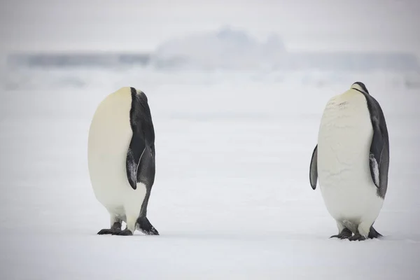 Grupul Pinguini Împărați Din Antarctica Apropie Într Însorită — Fotografie, imagine de stoc