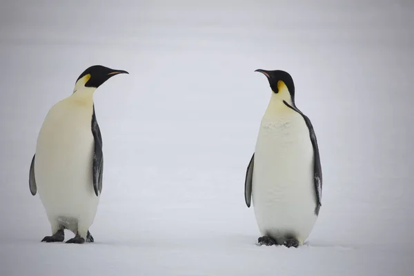 Antarctique Groupe Manchots Empereurs Gros Plan Sur Une Journée Ensoleillée — Photo