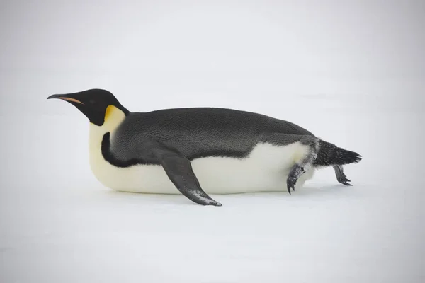 Grupo Antártico Pinguins Imperador Close Dia Ensolarado — Fotografia de Stock