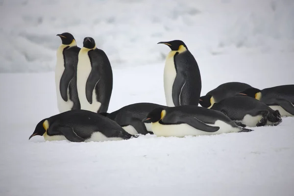 Grupo Antártico Pinguins Imperador Close Dia Ensolarado — Fotografia de Stock