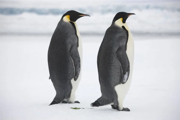 南极皇帝企鹅队在晴朗的一天特写 — 图库照片