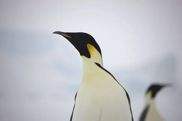 Antarctica Portret Van Een Close Van Keizerspinguïn Een Bewolkte Dag — Stockfoto