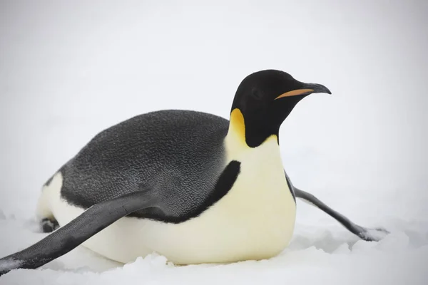 Антарктический Портрет Императорского Пингвина Крупным Планом Облачный День — стоковое фото