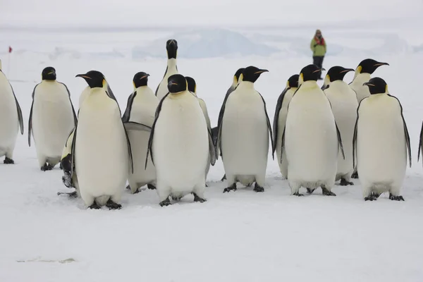 晴れた日に皇帝ペンギンのクローズ アップの南極グループ — ストック写真