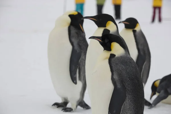 Antarktis Gruppe Von Kaiserpinguinen Aus Nächster Nähe Einem Sonnigen Tag — Stockfoto