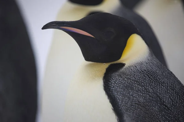 Antarctica Portret Van Een Close Van Keizerspinguïn Een Bewolkte Dag — Stockfoto