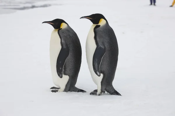 Grupo Antártico Pingüinos Emperadores Cerca Día Soleado —  Fotos de Stock