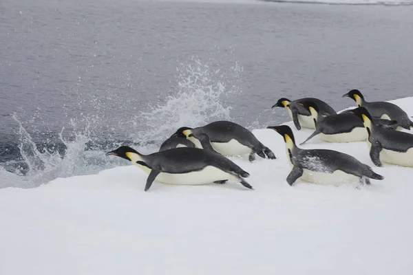 Antarktida Císař Penguins Ponořit Vody Zblízka Zamračený Den — Stock fotografie