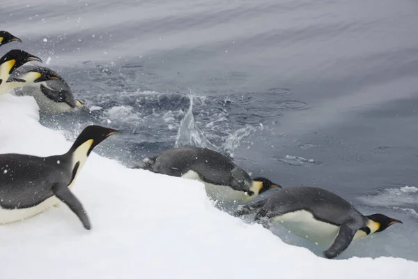 Pinguini Dell Imperatore Antartide Tuffano Nell Acqua Vicino Una Giornata — Foto Stock