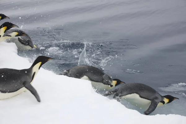 Kaiserpinguine Tauchen Einem Bewölkten Tag Aus Nächster Nähe Ins Wasser — Stockfoto