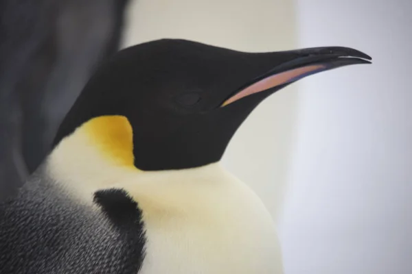 Antarctique Portrait Empereur Pingouin Gros Plan Sur Une Journée Nuageuse — Photo