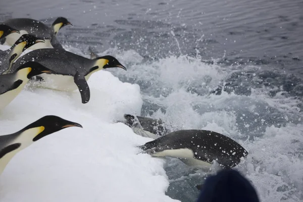 Антарктида Імператор Пінгвіни Занурення Воду Крупним Планом Похмурий День — стокове фото