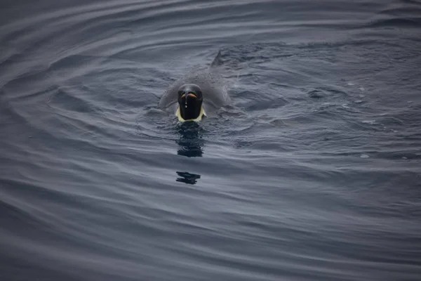 Antarktika Kral Penguenler Suda Güneşli Bir Günde Yakın Çekim — Stok fotoğraf