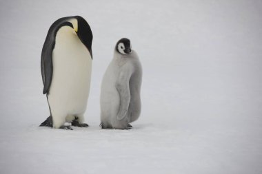 Antarktika İmparator penguen yavruları yakın çekim bir bulutlu gün ile