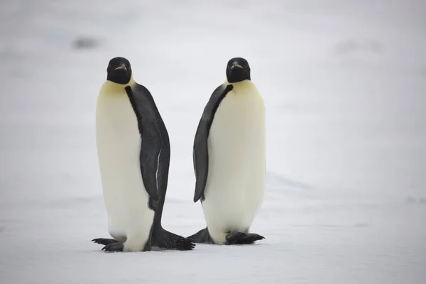 Антарктида Императорский Пингвин Крупным Планом Облачный День — стоковое фото