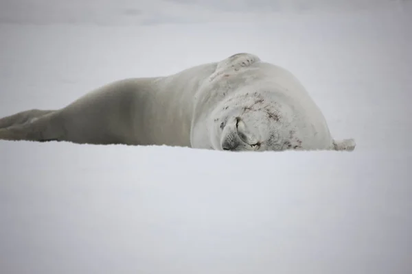 Antártica Skua Close Dia Ensolarado — Fotografia de Stock