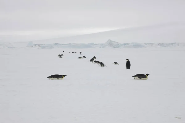 Antartide Ritratto Pinguino Imperatore Primo Piano — Foto Stock