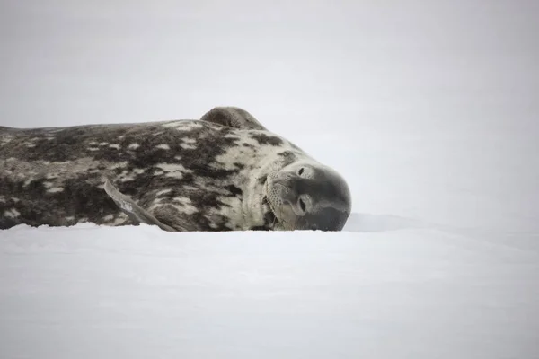 Antarktisz Halfarkas Közelről Egy Napsütéses Napon — Stock Fotó