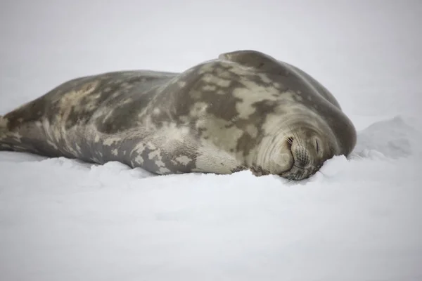 Закри Антарктида Skua Сонячний День — стокове фото