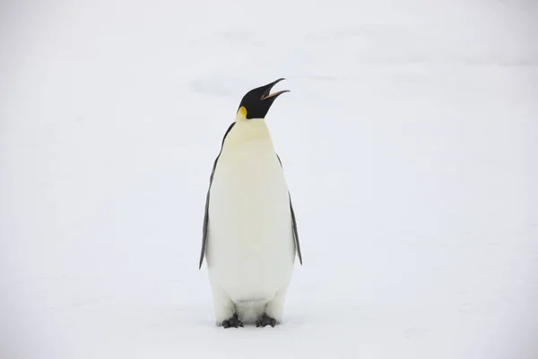 Imperador Antártida Pinguim Closeup Dia Nublado — Fotografia de Stock