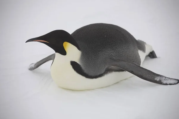 Антарктический Портрет Императорского Пингвина Крупным Планом — стоковое фото