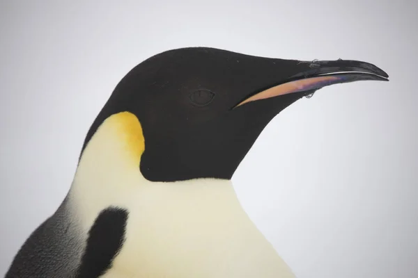 Antarctique Portrait Empereur Pingouin Gros Plan — Photo