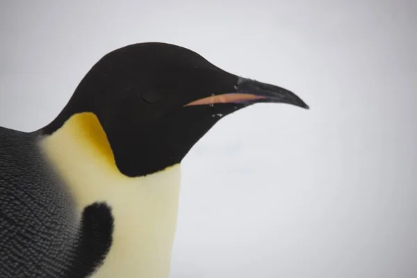 南極コウテイ ペンギンのクローズ アップの肖像 — ストック写真