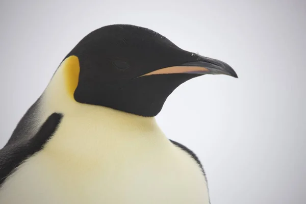 Antarctica Portrait Emperor Penguin Close — Stock Photo, Image