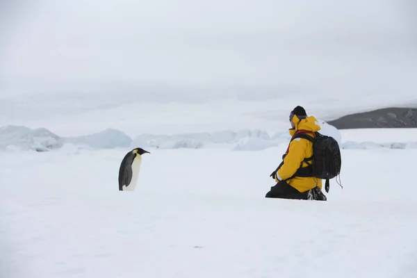 Антарктида Портрет Імператора Пінгвіна Крупним Планом — стокове фото