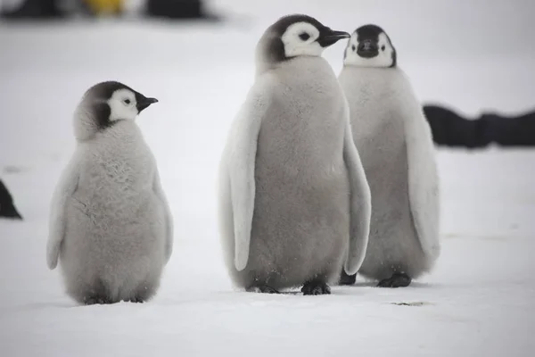 Ανταρκτική Αυτοκράτορα Πιγκουίνος Γκρο Πλαν Cubs Μια Συννεφιασμένη Μέρα — Φωτογραφία Αρχείου