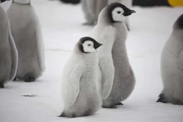 Pinguino Imperatore Antartide Con Cuccioli Primo Piano Una Giornata Nuvolosa — Foto Stock