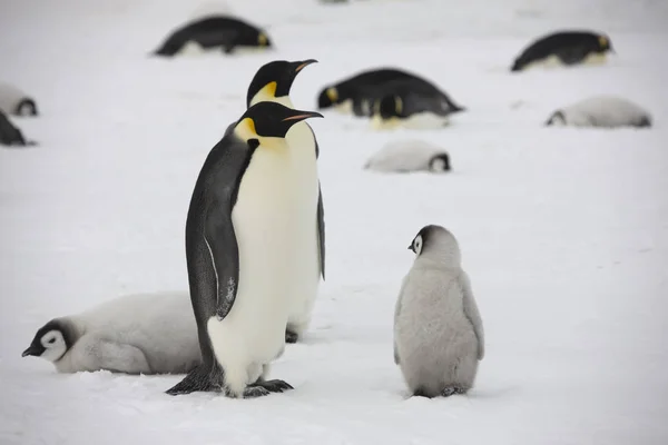Antarktischer Kaiserpinguin Mit Jungen Großaufnahme Einem Bewölkten Tag — Stockfoto
