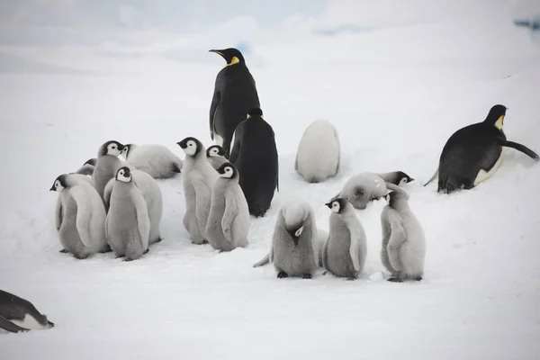 Pingouin Empereur Antarctique Avec Des Oursons Gros Plan Sur Une — Photo